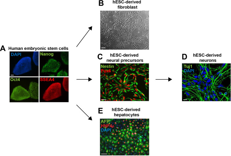 Figure 5—figure supplement 1.