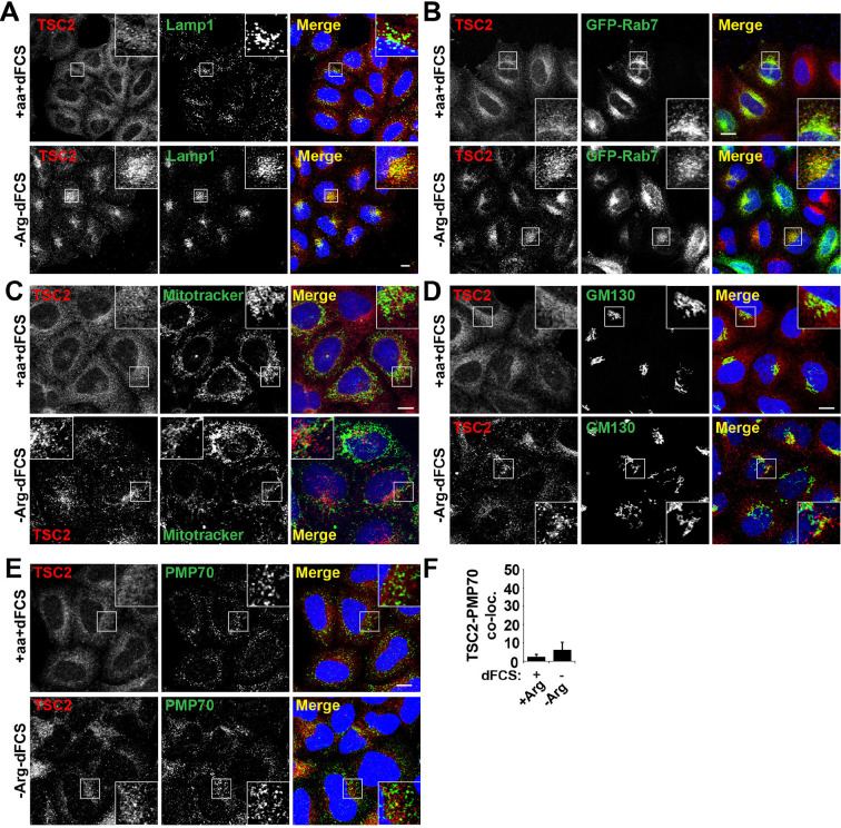 Figure 2—figure supplement 1.