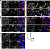 Figure 2—figure supplement 1.