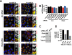 Figure 3—figure supplement 2.