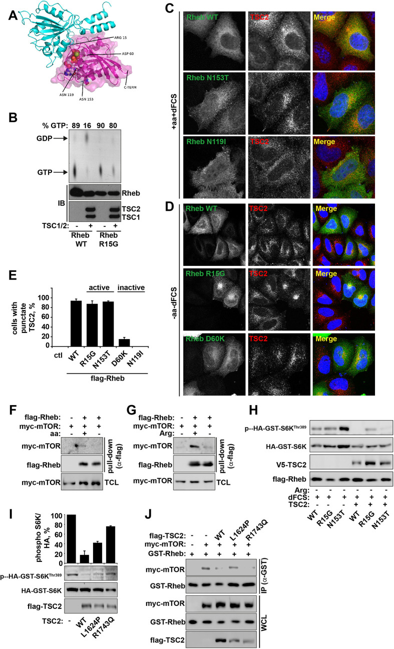 Figure 4—figure supplement 1.