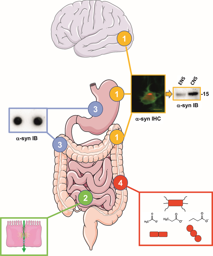 Fig. 1.