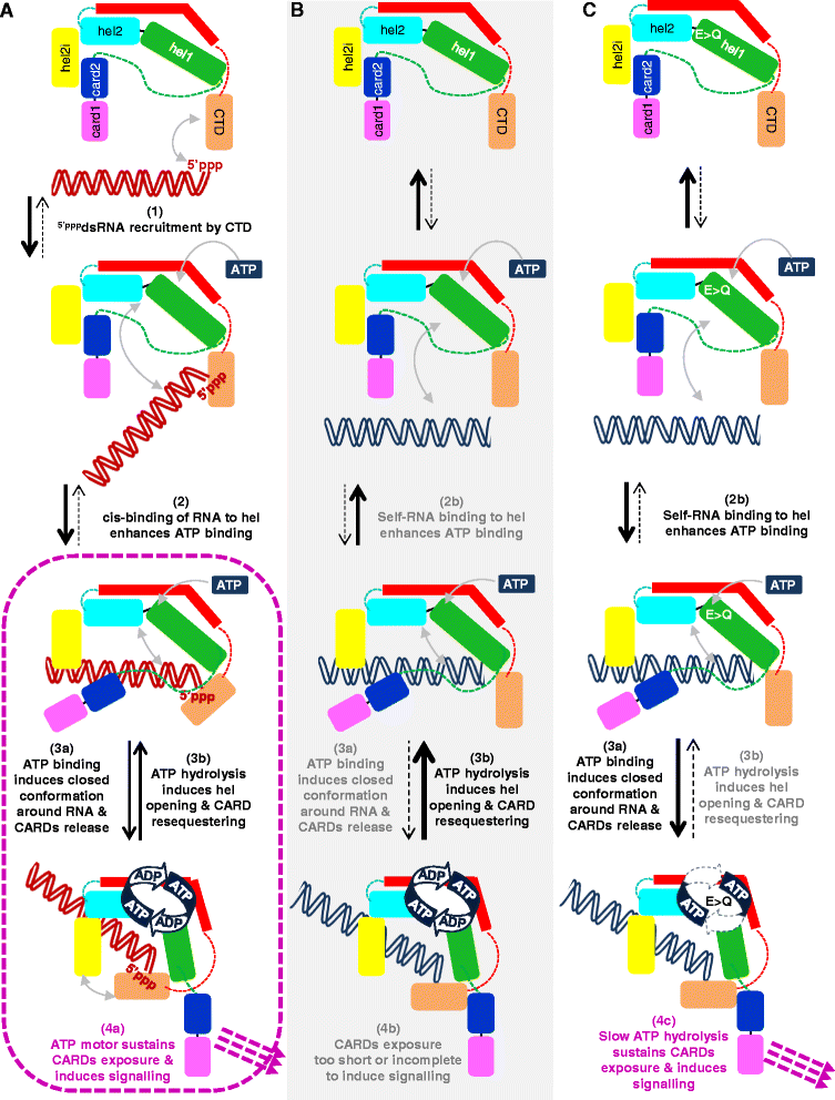 Fig. 6