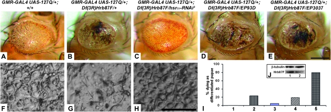 Figure 1.—