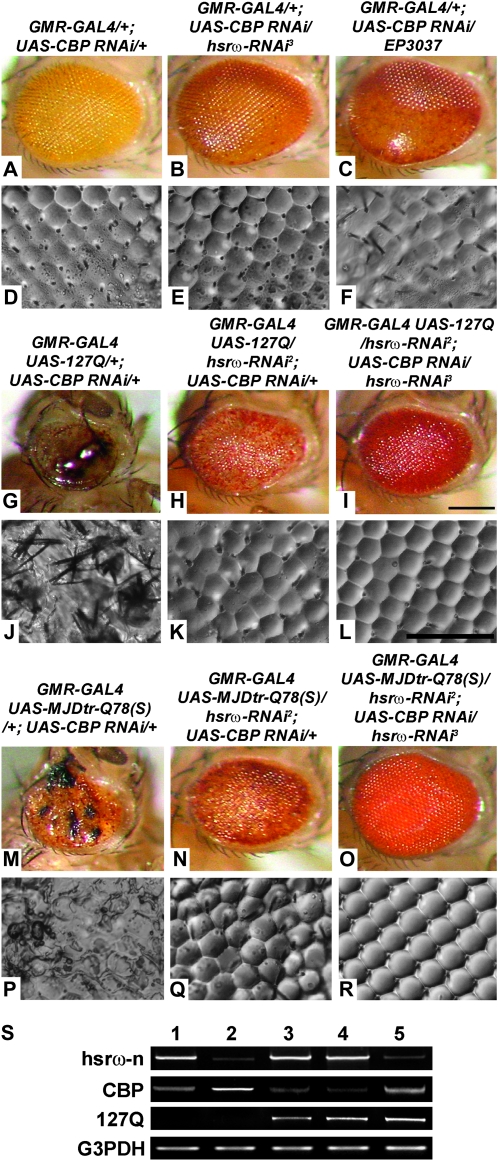 Figure 3.—