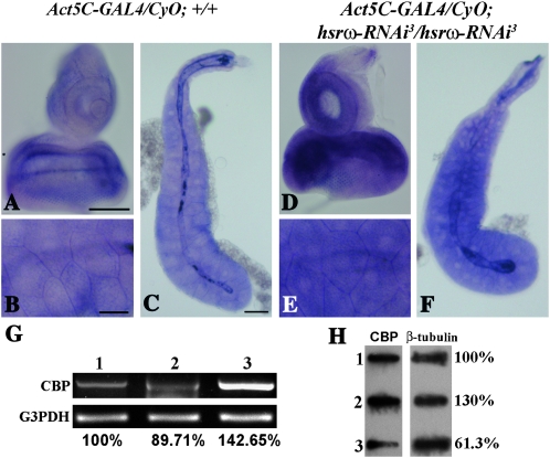 Figure 4.—