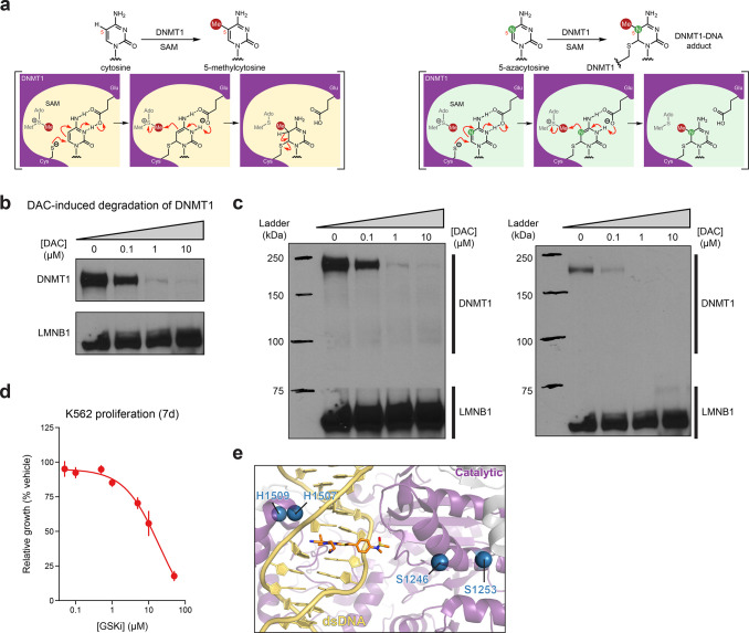 Figure 1—figure supplement 1.