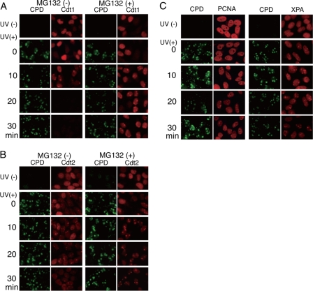 FIGURE 4.