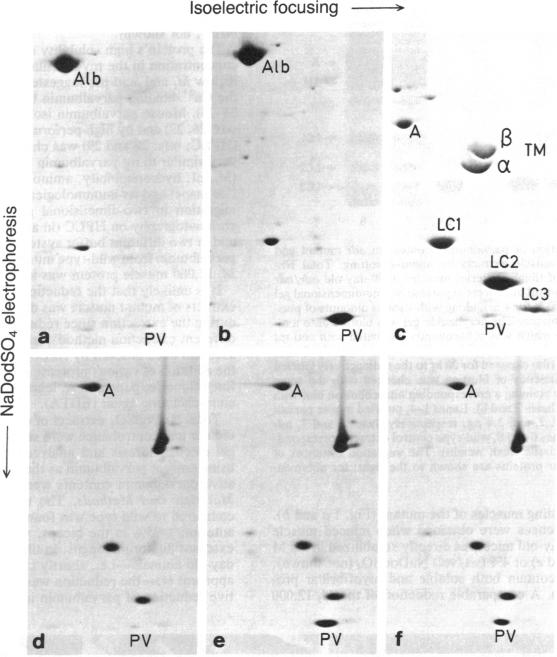 graphic file with name pnas00616-0206-a.jpg