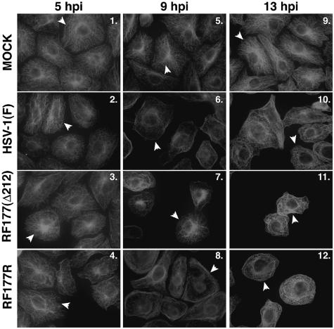 FIG. 7.