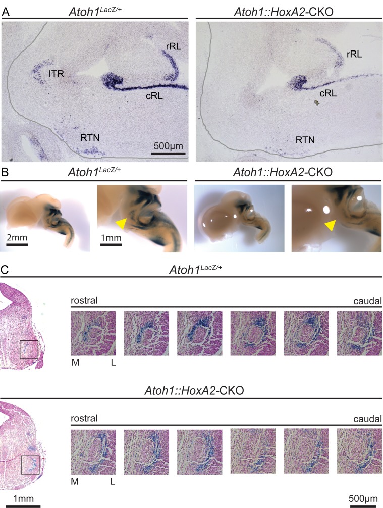 Figure 6—figure supplement 1.