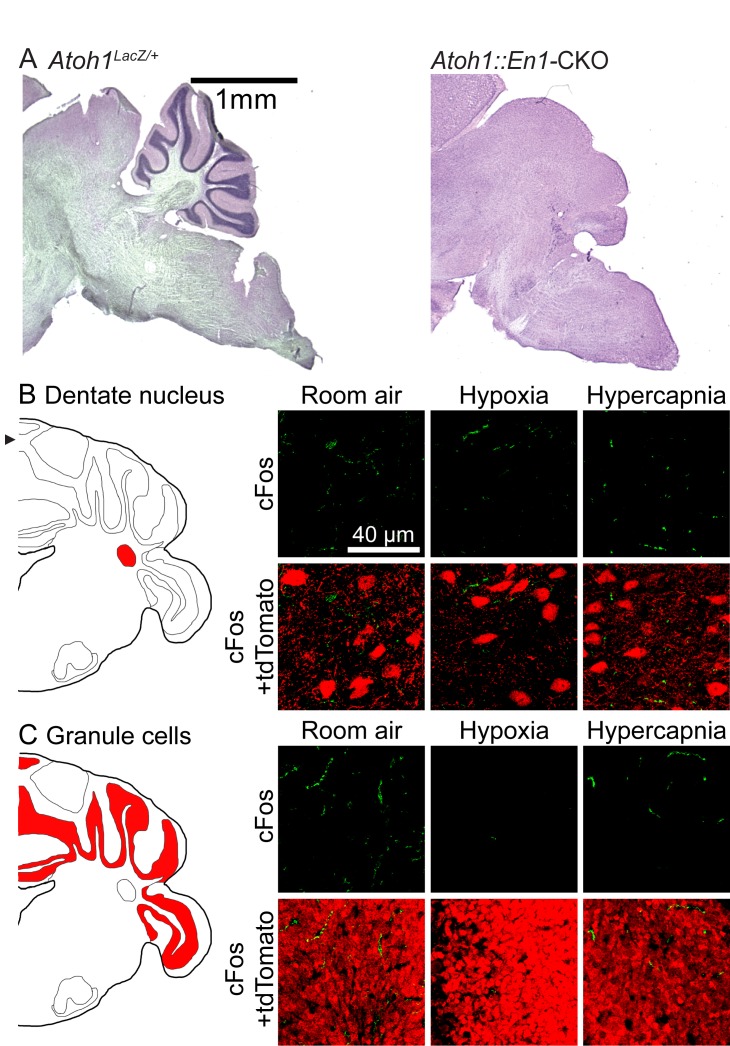 Figure 1—figure supplement 2.