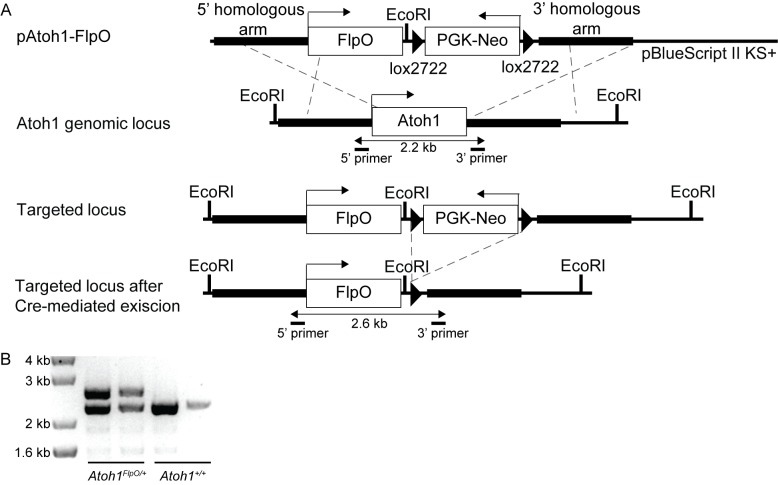 Figure 5—figure supplement 1.