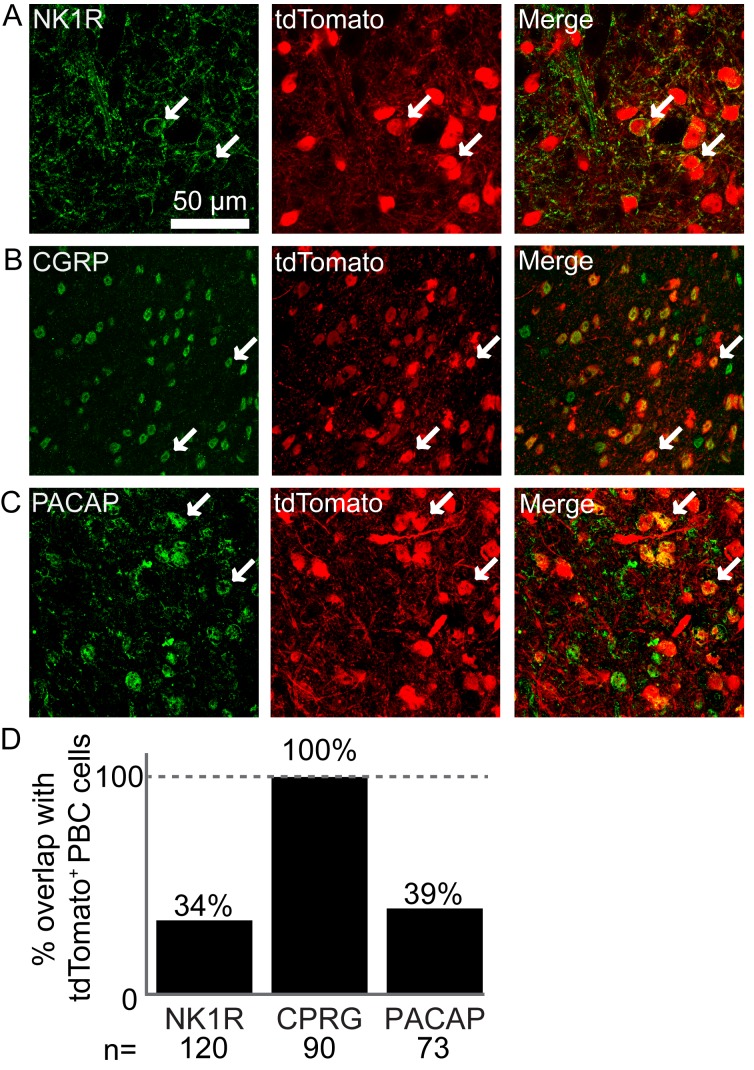 Figure 1—figure supplement 1.