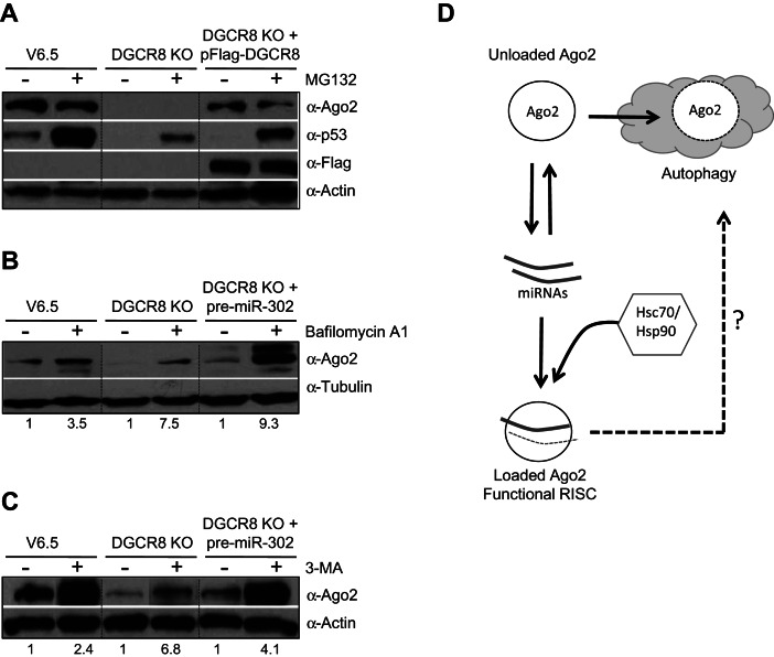 FIGURE 4.