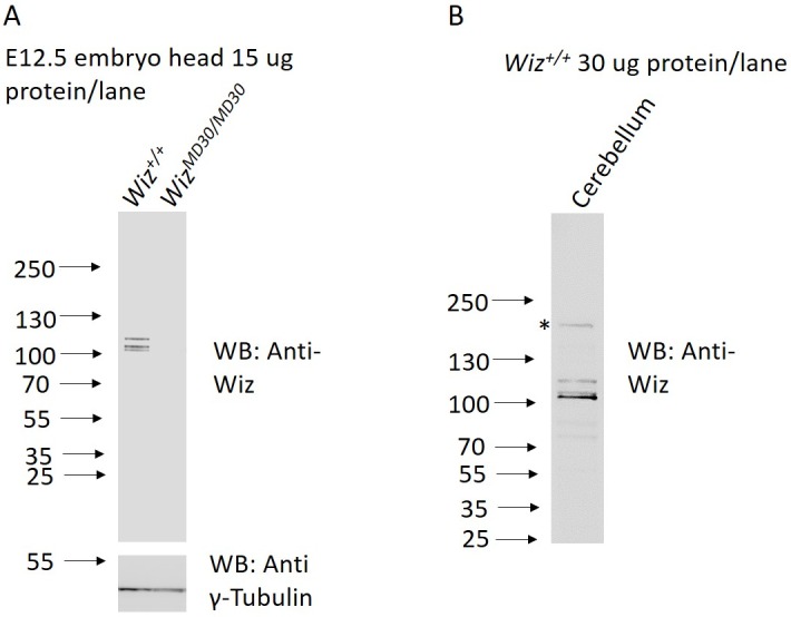 Figure 2—figure supplement 1.