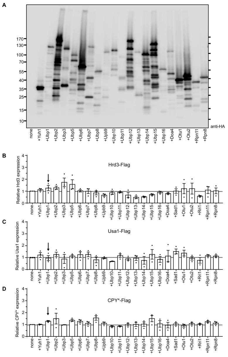 Figure 1—figure supplement 1.