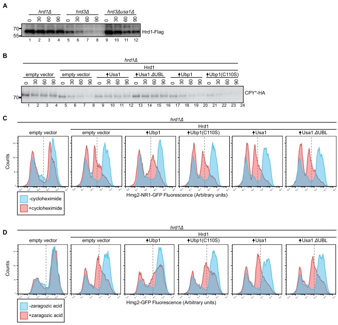 Figure 4—figure supplement 1.