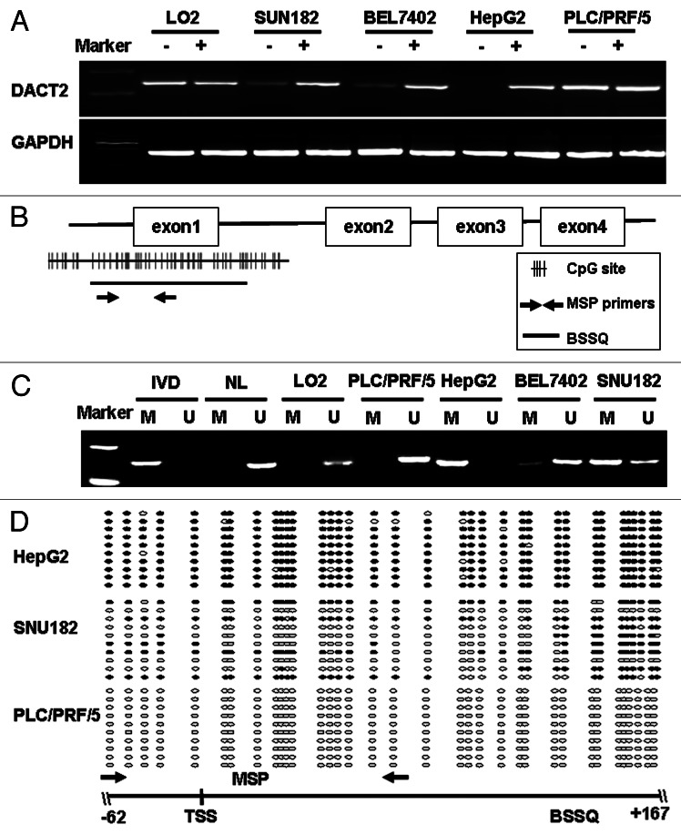 graphic file with name epi-8-373-g1.jpg