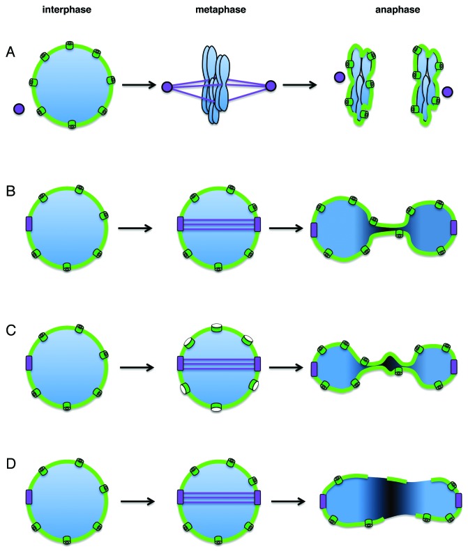 graphic file with name nucl-4-261-g1.jpg