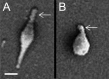 FIG 1