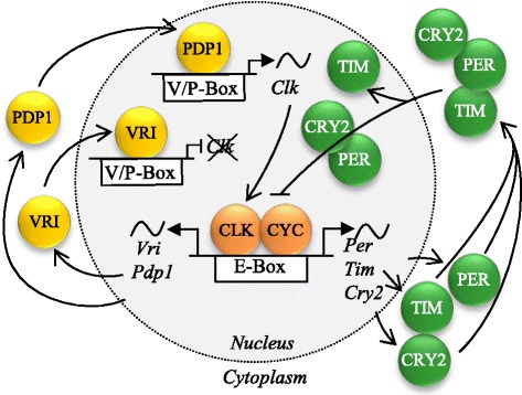 Fig. 1