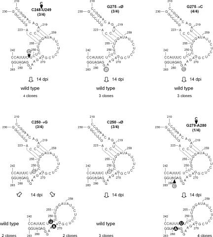 FIGURE 4.