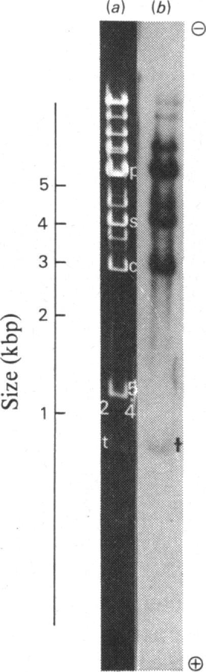 Fig. 10.