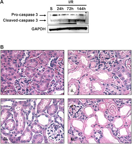 Fig. 9.