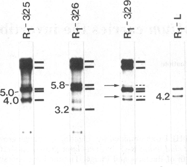 graphic file with name pnas00605-0042-a.jpg