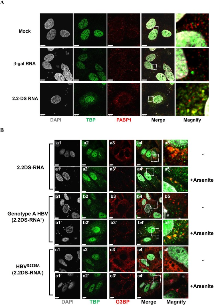 FIG 6