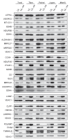 Figure 5—figure supplement 2.
