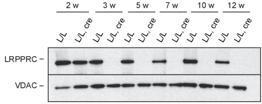 Figure 6—figure supplement 1.