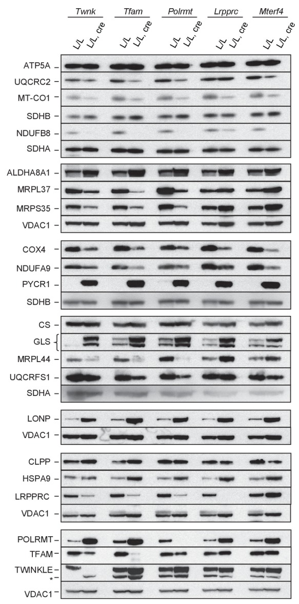 Figure 5—figure supplement 2.