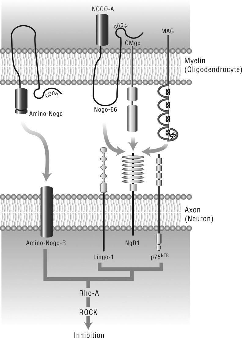 FIG1.