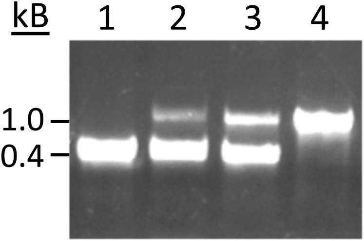 Fig. S3.