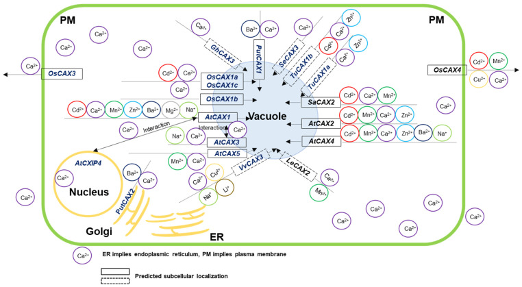 Figure 6