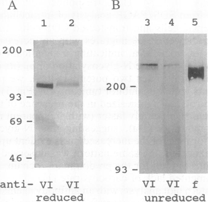 graphic file with name pnas01129-0258-c.jpg