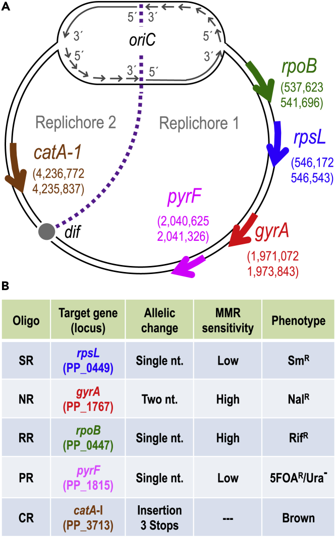 Figure 2