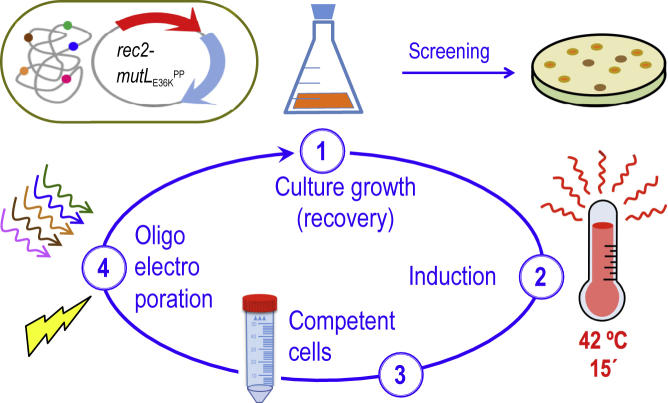 Figure 3