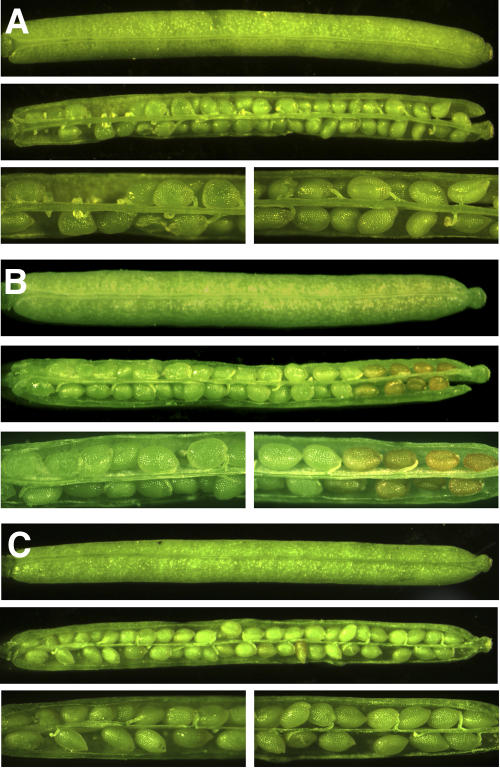 Figure 7.