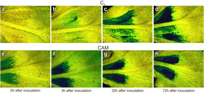 Fig. 1