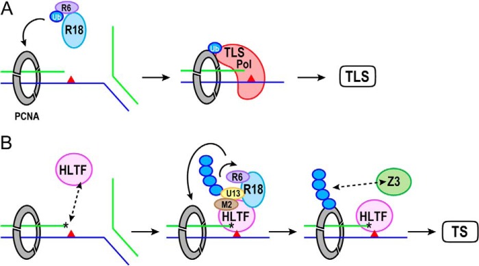 FIGURE 4.