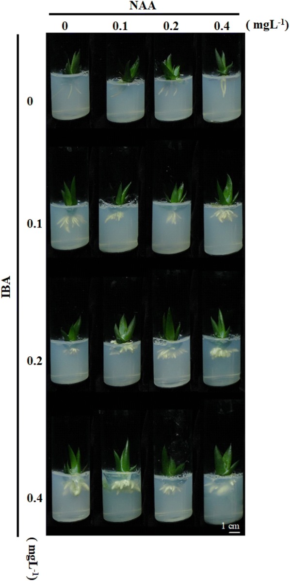 Fig. 3