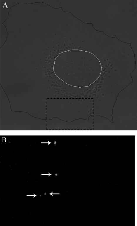 FIG. 3.