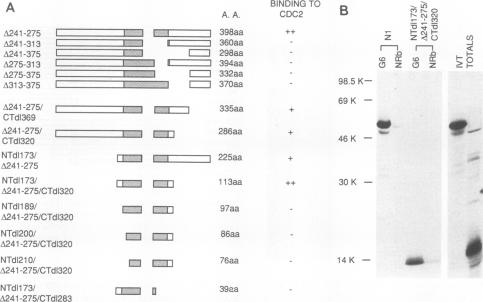 graphic file with name molcellb00014-0482-a.jpg