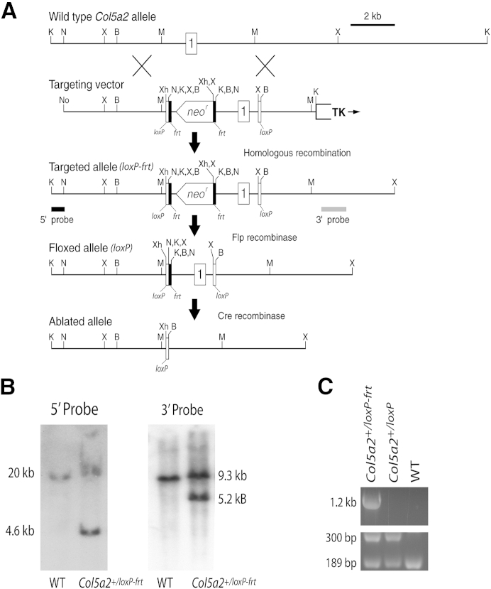 Figure 1