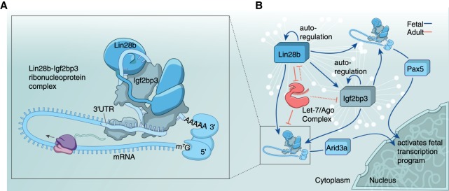 Figure 7.