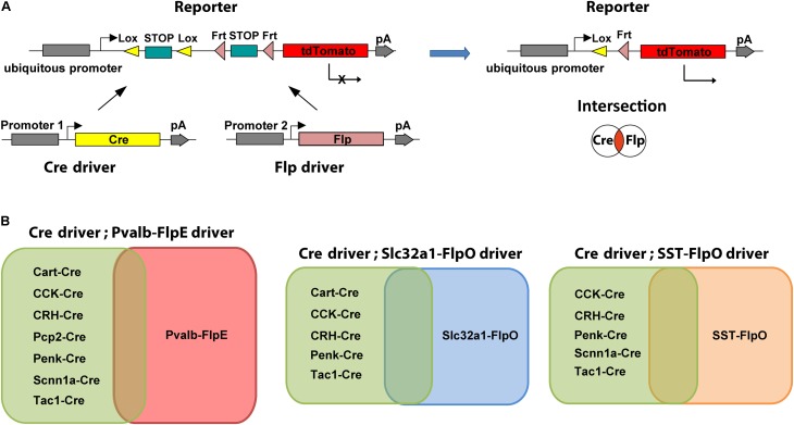 FIGURE 1