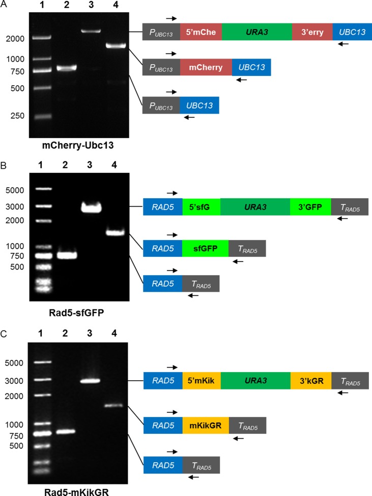 Fig 4